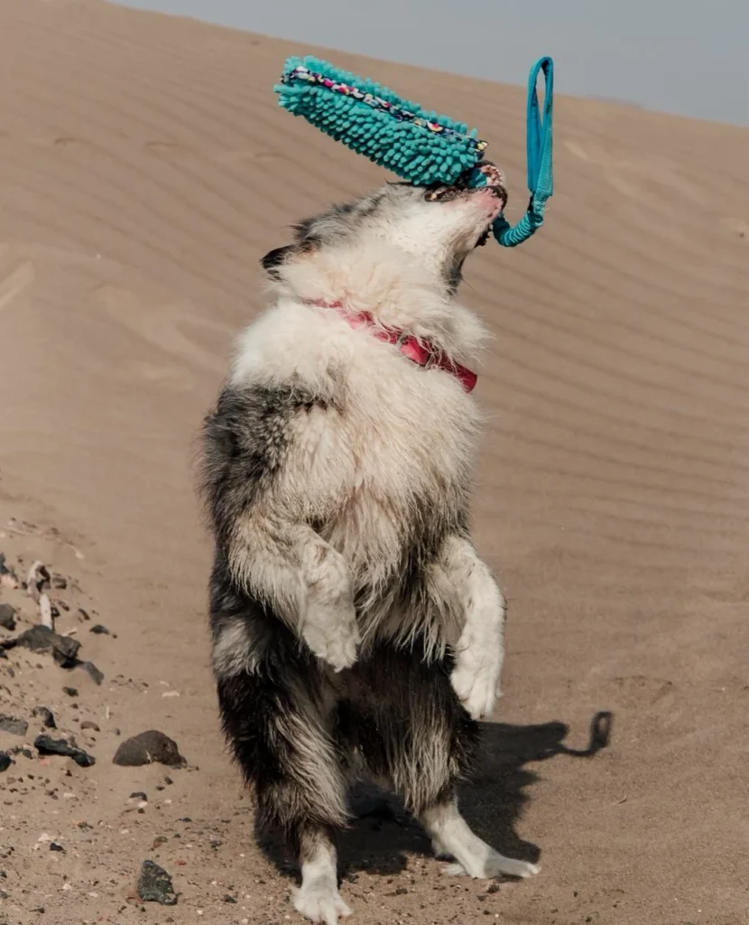 Perro jugando en la arena